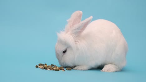 el conejo blanco come comida con placer. conejo de pascua blanco en un azul