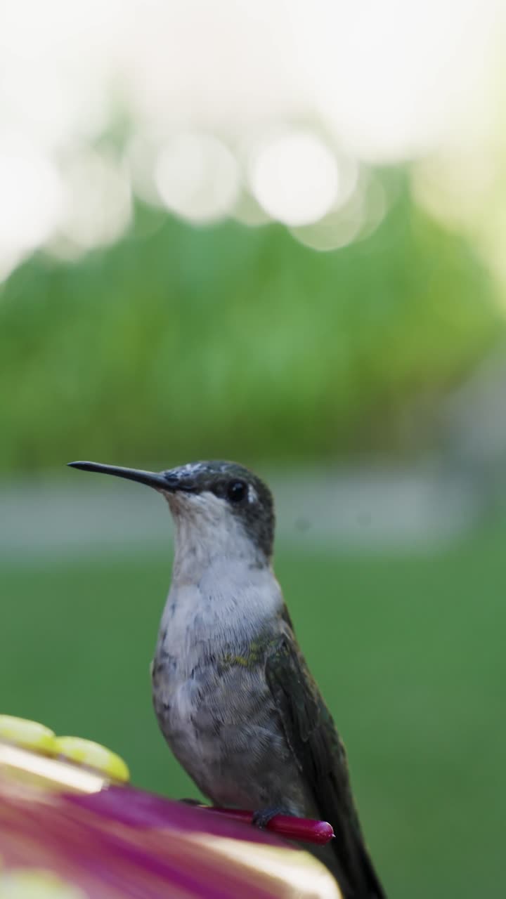 Un primo piano di un colibrì che si nutre da una mangiatoia sospesa, con le ali che sbattono rapidamente mentre beve nettare.
