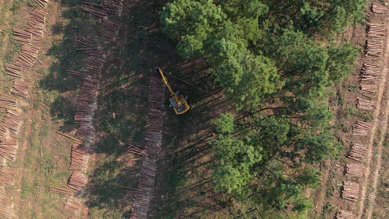 Aerial view of crawler machine collecting wooden logs in pine plantation. Misiones, Argentina