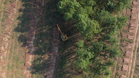 aerial view of crawler machine collecting wooden logs in pine plantation. misiones, argentina