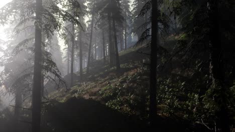 calm moody forest in misty fog in the morning