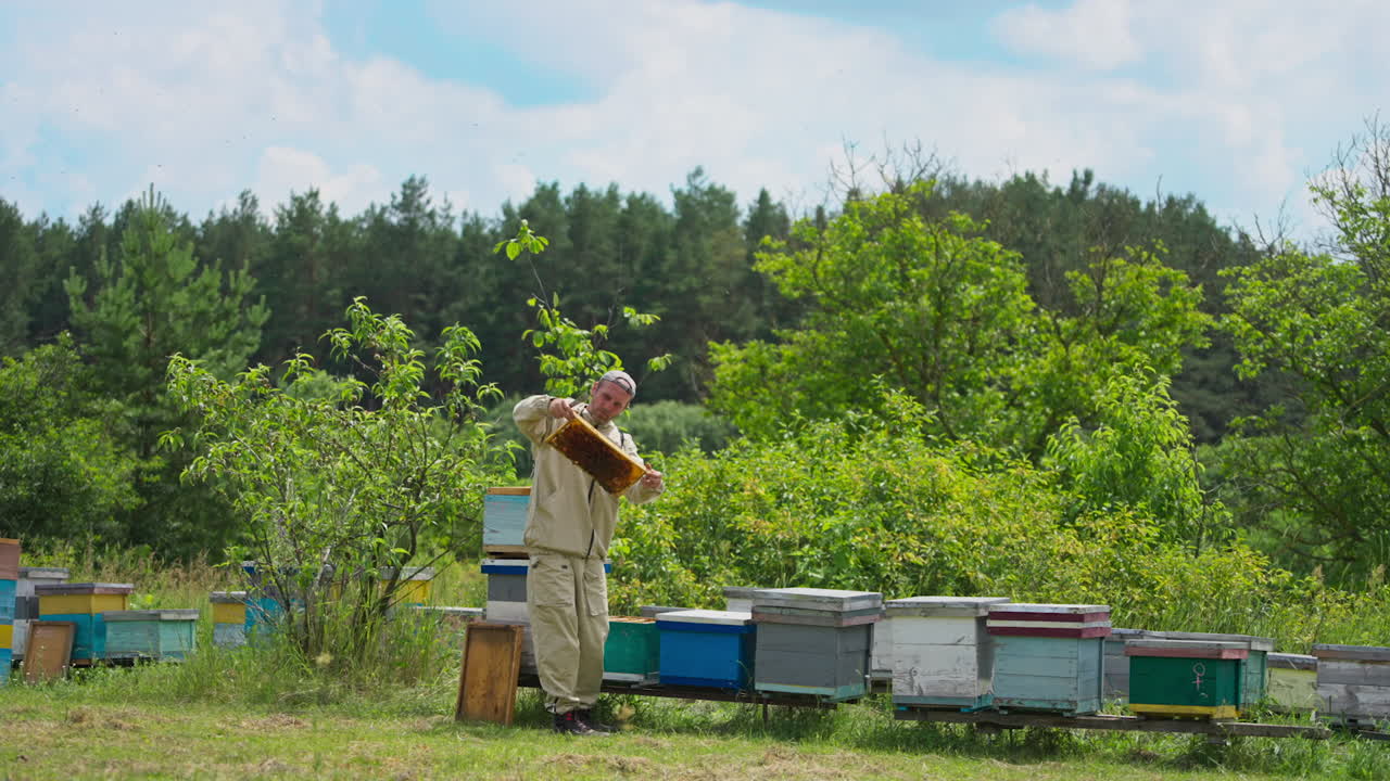 Different bee hives located in the apiary near the woods. Bee farmer checking the frames with honeycomb near the hives.
