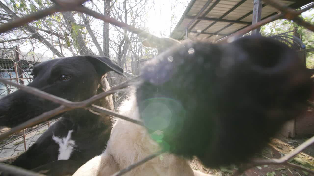 색과 검은색의 개가 빛에 울타리를 뛰어넘는 느린 동작 영상