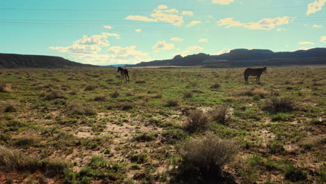 Caballos-Salvajes-De-Arizona-Capturados-Desde-La-Distancia