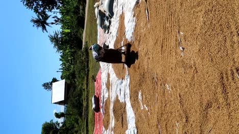 Vertical-shot-of-unrecognizable-woman-spreading-rice-along-canvas-to-dry,-static