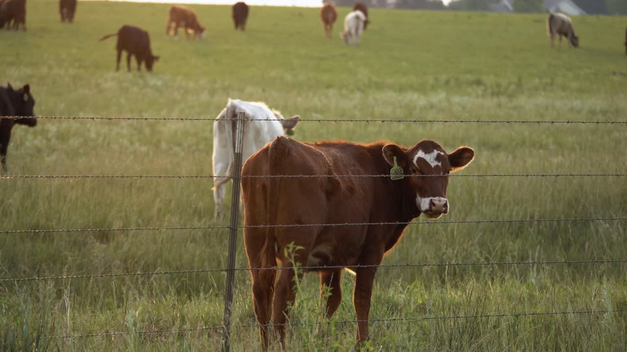 Closeup of a herd of cows eating grass in a field of green grass on a farm during evening sunset.
