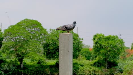 Paloma-Gris-Común-Sentada-En-Un-Poste-De-Cemento