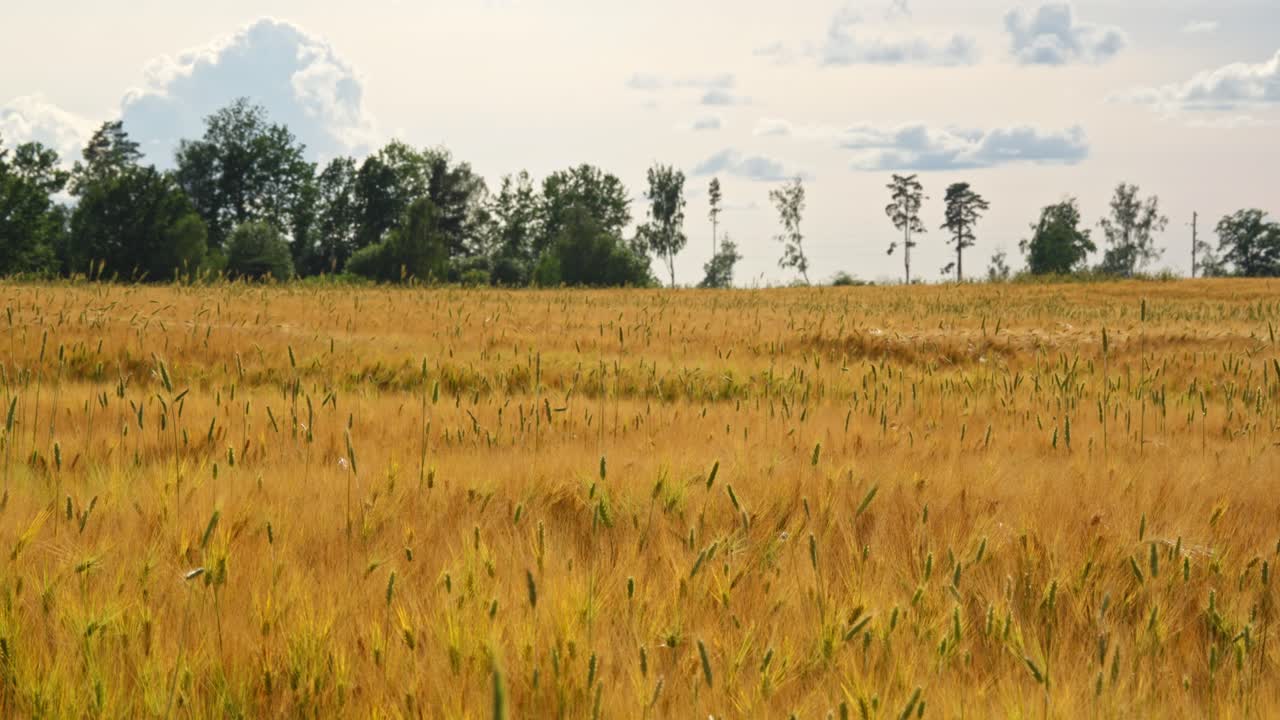 Ripe golden crops fill a countryside field under blue sky, symbolizing a rich harvest