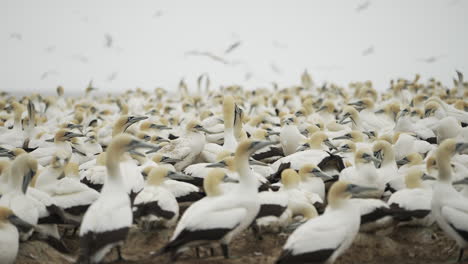 una colonia de anidación de miles de aves marinas de cape gannet esperan a sus compañeros para regresar con comida.