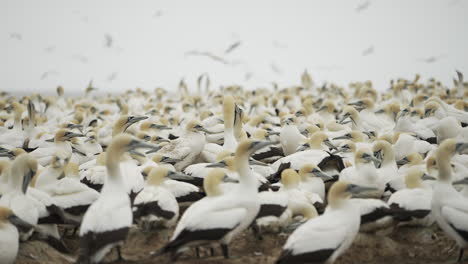 a nesting colony of thousands of cape gannet seabirds await their partners to return with food