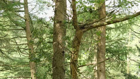 Blick-über-Das-Waldtal-Mit-Kiefern-Und-Seitlicher-Kameraführung