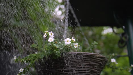 花園水管在慢動作中灌<unk>花園-3