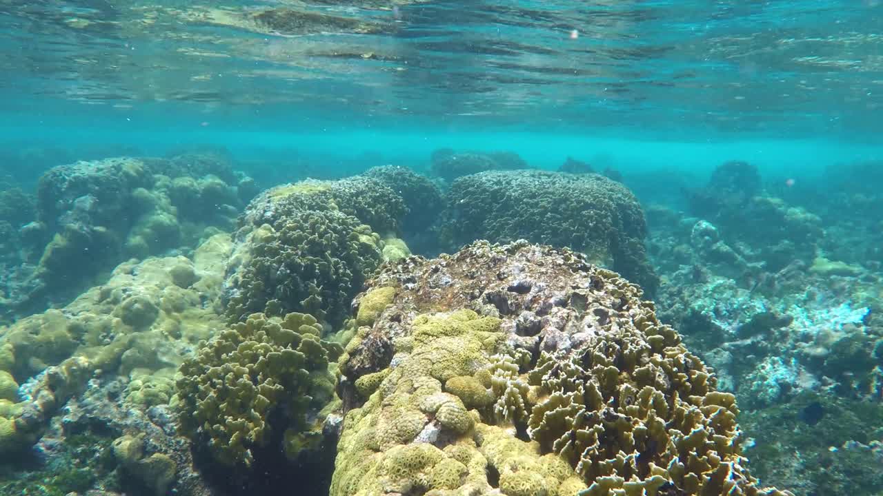 arrecife de coral con diminutos peces tropicales, muñeca en el mar caribe bajo el agua, los roques