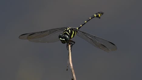 La-Libélula-De-Cola-De-Brida-Común-Se-Ve-Comúnmente-En-Tailandia-Y-Asia