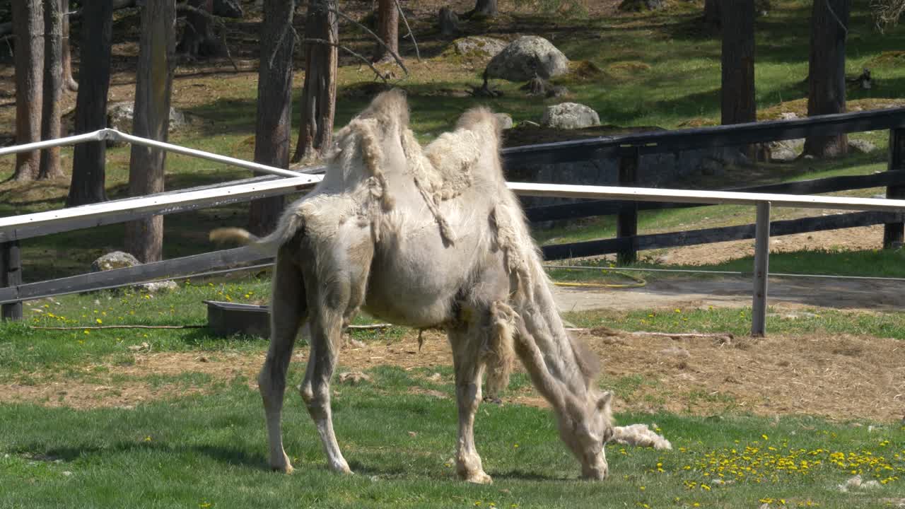 camello bactriano sin pelo pastando tranquilamente en un pasto verde