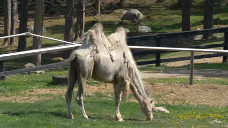 furless bactrian camel grazing calmly in a verdant pasture