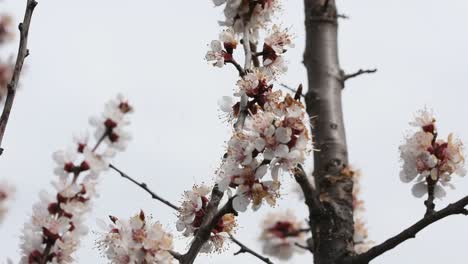 Abejas-Polinizando-Las-Flores-De-Un-Albaricoquero-En-Flor