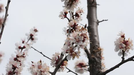 abejas polinizando las flores de un albaricoquero en flor