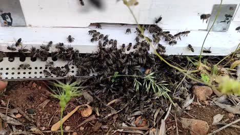 Un-Primer-Plano-Muestra-A-Un-Grupo-De-Abejas-Entrando-En-Una-Casa-De-Abejas-4