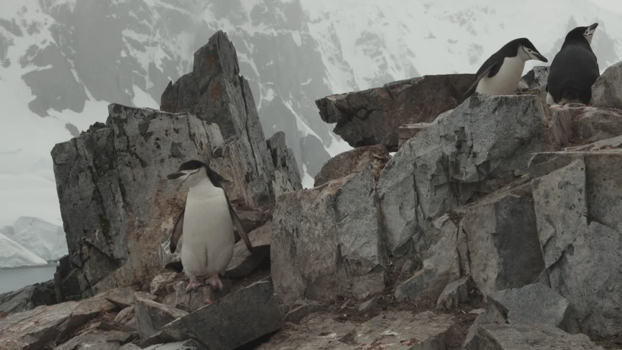 pingüino de correa de barbilla en la antártida sacudiendo y girando en un lugar impresionante entre rocas y glaciares en el fondo, gran montaña