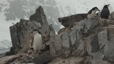 chinstrap penguin in antarctica shaking and turning in a stunning location between rocks and glaciers in the background, big mountain