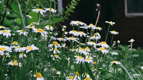 beautiful daisies in a garden