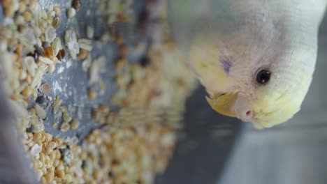 budgie eating seeds