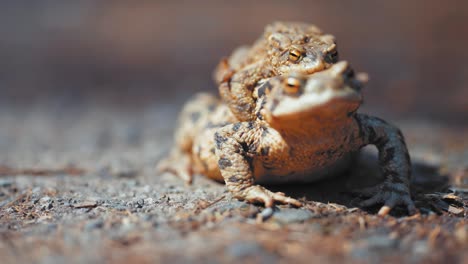 a couple of frogs mate during the spring mating season