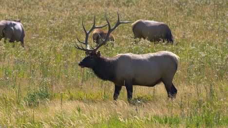 a bull elk grazing in a meadow or field looking up and around his area as his harem of female elk are feeding around him