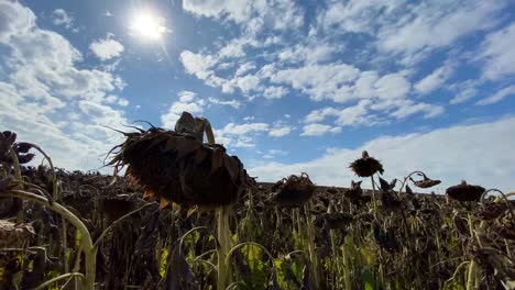 large plantation of ripe sunflower ready for harvest large plantation of ripe sunflower ready for harvest dry sunflower