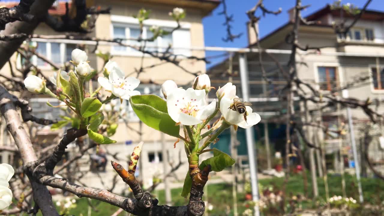 꽃과 벌이 있는 봄