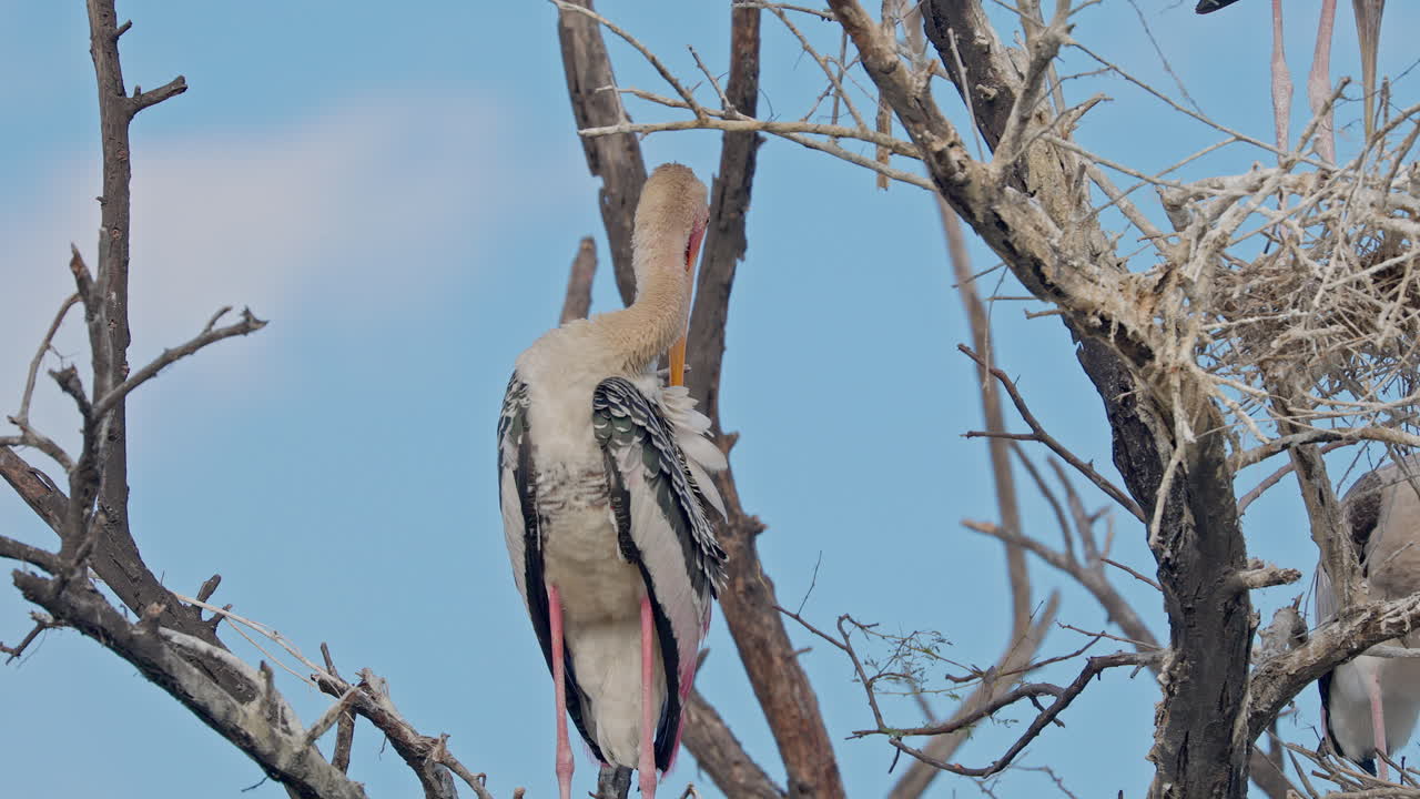 A painted stork sitting on the tree branch and preening it's feathers in keoladeo bird sanctuary, India.
