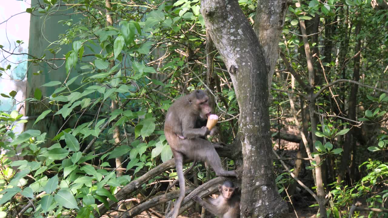 mono comiendo helado en el bosque de manglares en la isla de los monos cerca de la ciudad de ho chi minh, vietnam