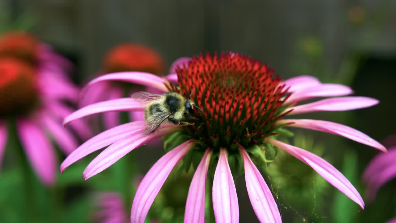 primer plano de un gran abejorro amarillo recogiendo polen de una flor cónica púrpura y el fondo está borroso - toma macro