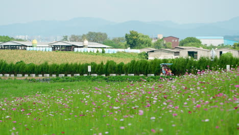 anseong farmland - family rides electric four-wheel touristic bicycle traveling around blooming cosmos flower field in summer - wide angle landscape