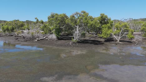 aerial view of mangroves and tidal waters