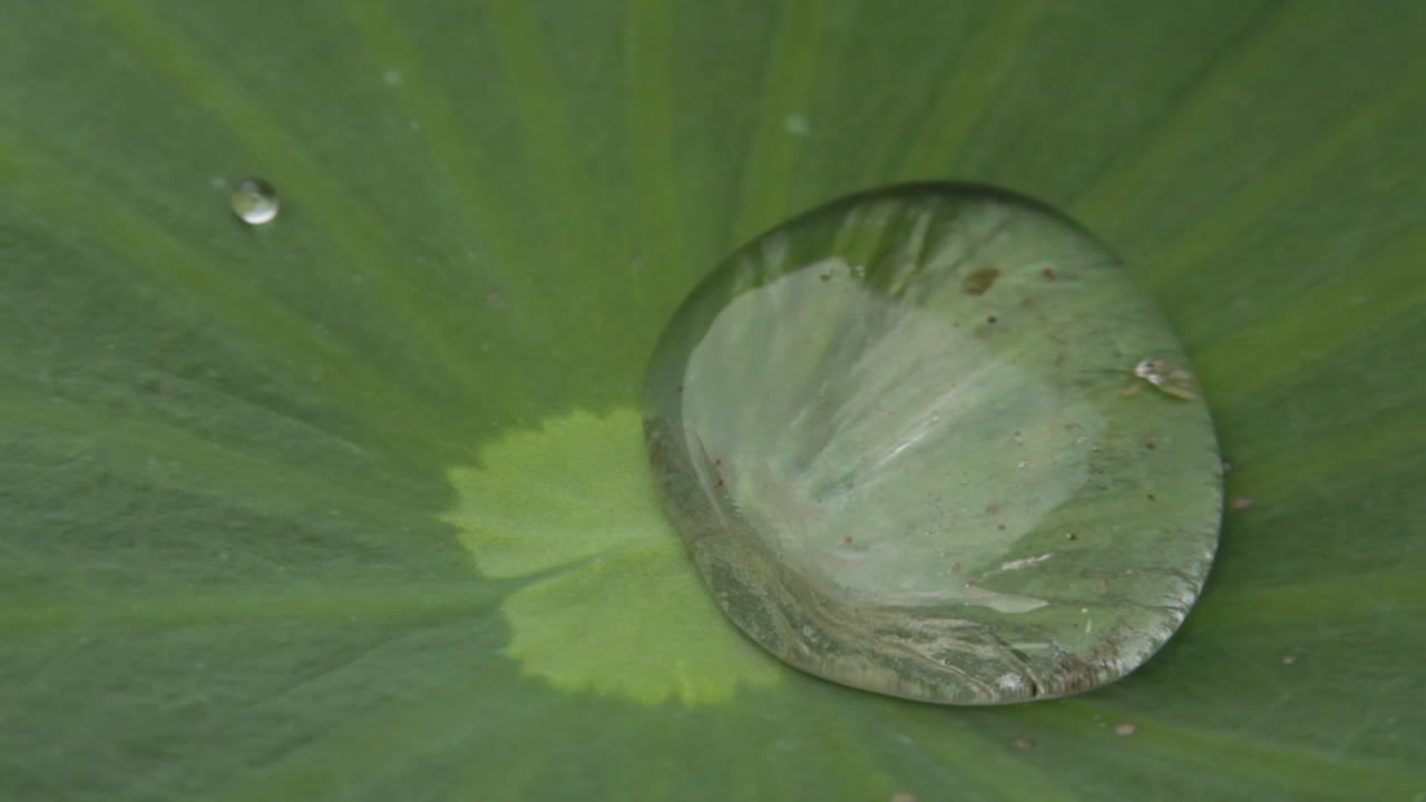 연꽃 잎에 흔들리는 빗방울의 근접 매크로 샷