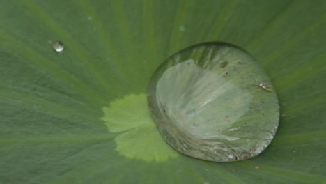primer plano macro disparo de gota de lluvia ondulante en hoja de loto
