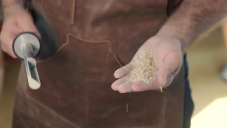 a young brewer wearing a leather apron controls the grinding of malt seeds in a mill at a modern brewery