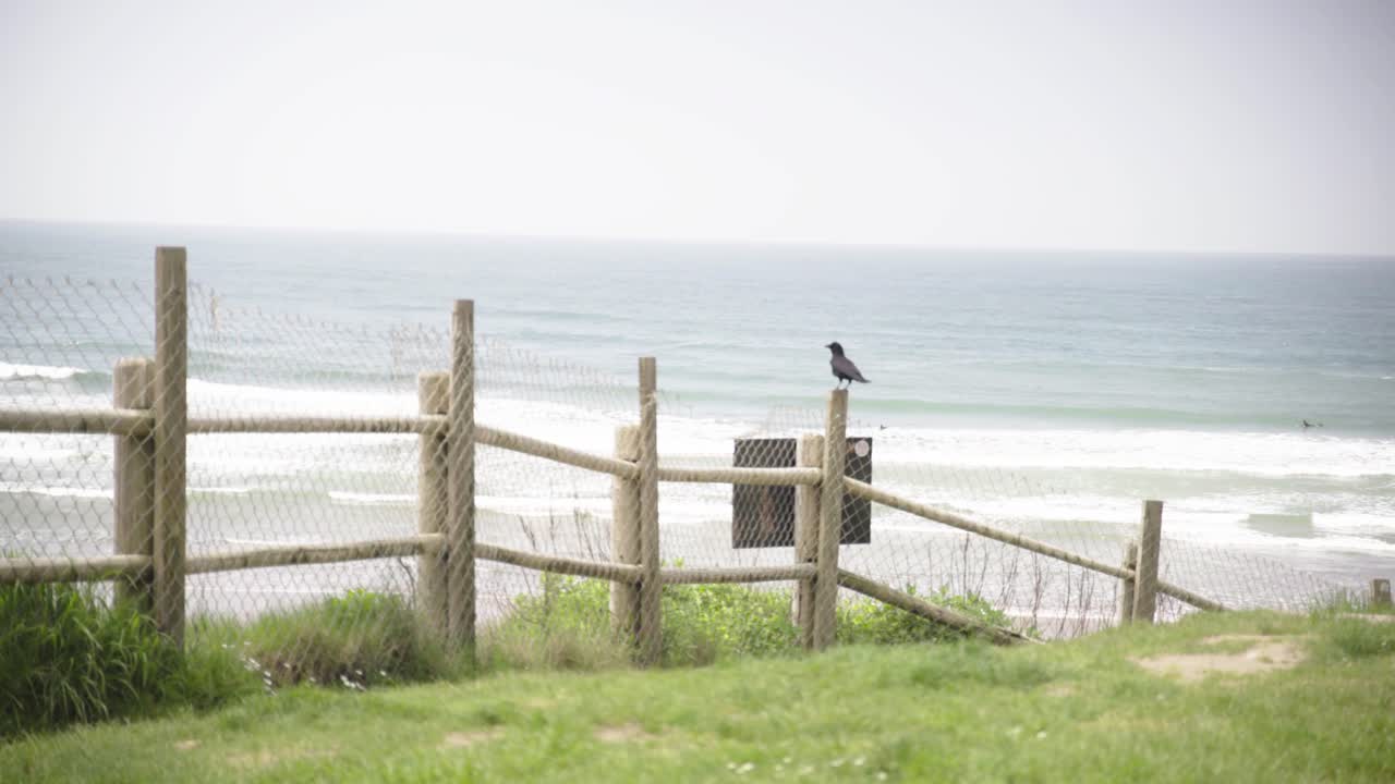 바다 근처 울타리에 자리 잡은 새