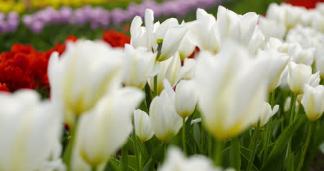 Tulipanes-En-El-Campo-De-Agruiculture-Holanda-21