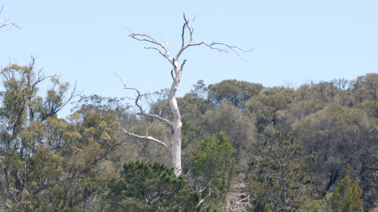 울창한 숲 한가운데 마른 나무의 정적 샷