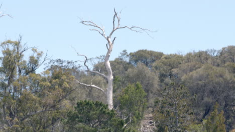 static shot of dry tree in the middle of dense forest