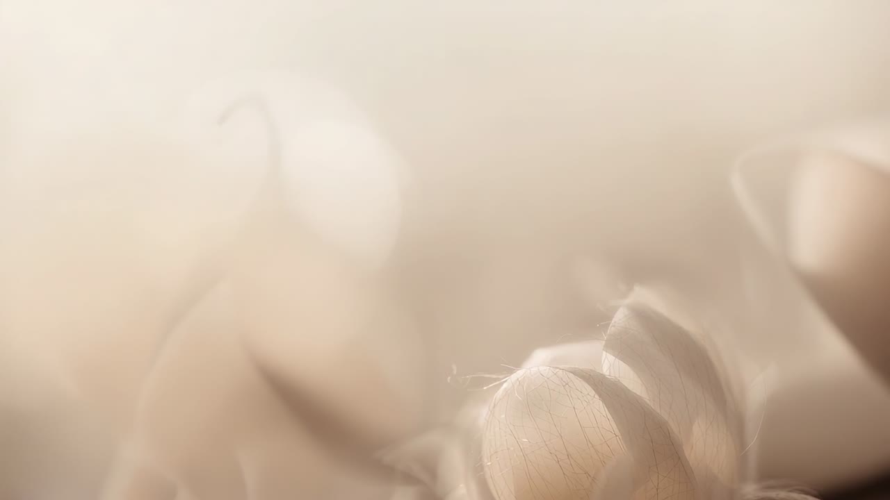 Shifting camera pulling focus on pale dried seed pod in studio, revealing hairs, copy space