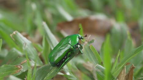 australian green beetle resting on the grass in the forest