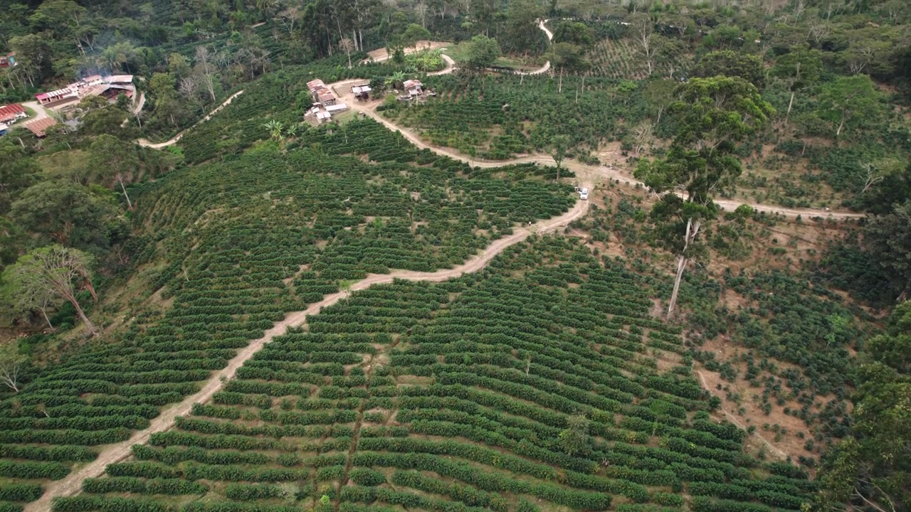 Straight-down drone shot capturing symmetrical rows of a green crop field, ideal for agricultural background footage.