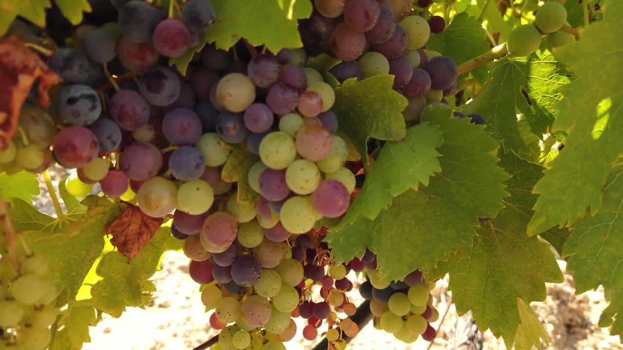 uvas frescas y maduras de color verde y violeta en los viñedos de francia