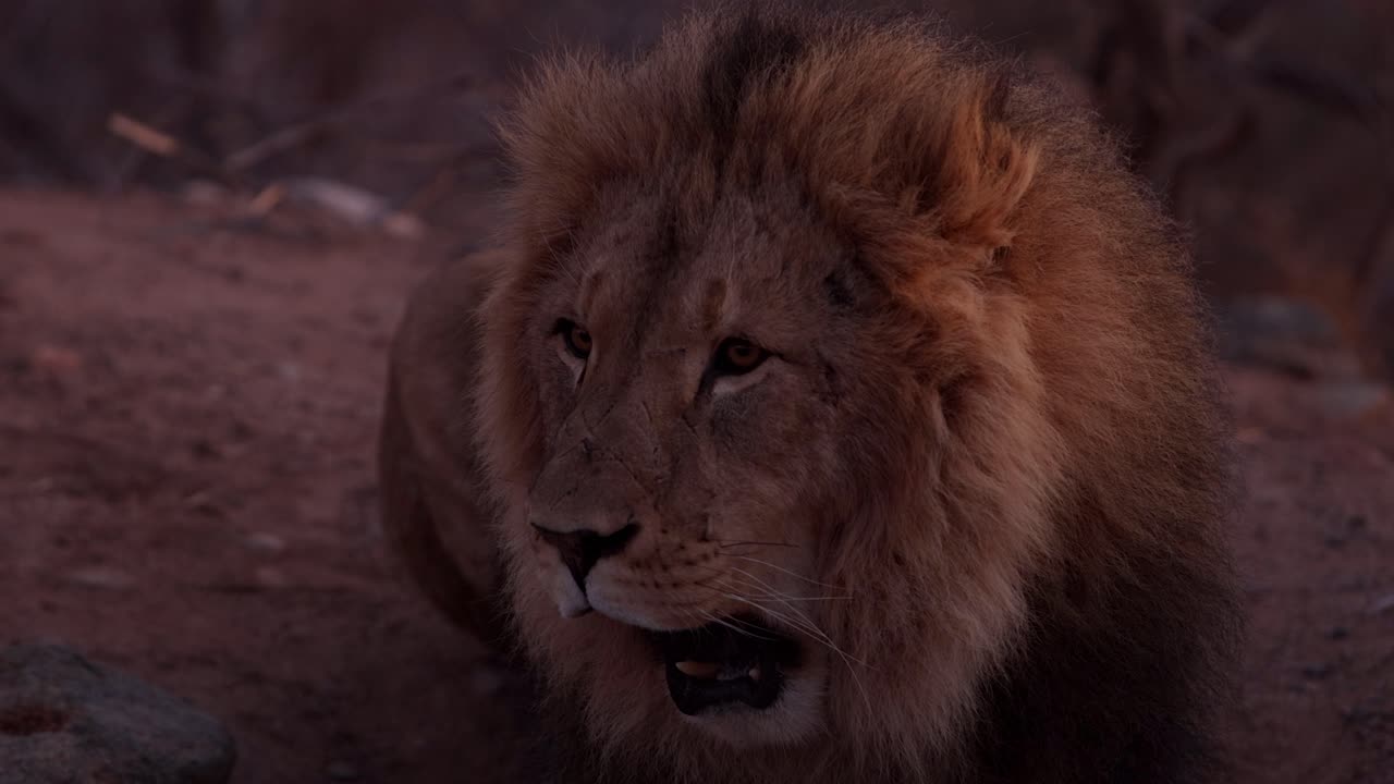 león cicatrizado bostezando por la mañana