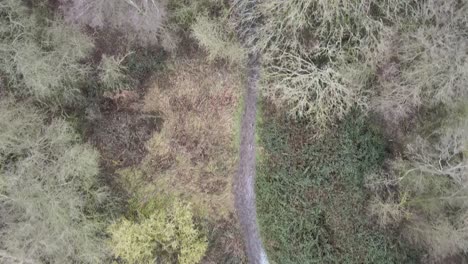 Winter-trees-woodland-forest-drone-tracking-path-overhead-Aerial