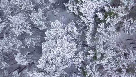 beautiful aerial footage of trees covered with snow, light snow falling, nordic woodland pine tree forest, baltic sea coast, birdseye drone shot moving forward